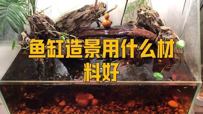 養銀龍魚缸底部放什么好