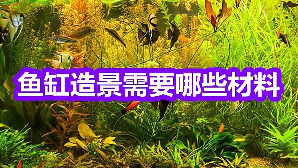 養銀龍魚缸底部放什么好