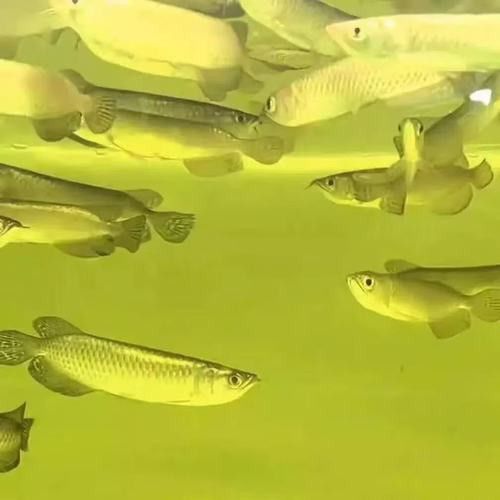 藍(lán)色龍魚圖片大全高清圖