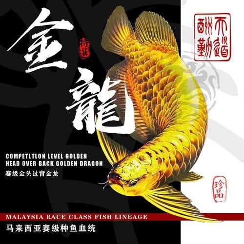 藍(lán)色龍魚圖片大全高清圖
