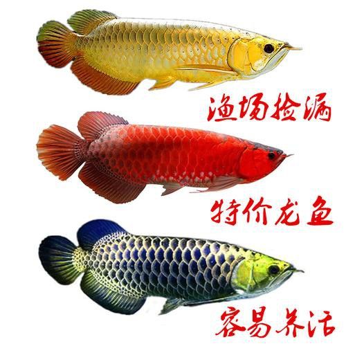 藍(lán)色龍魚圖片大全高清圖