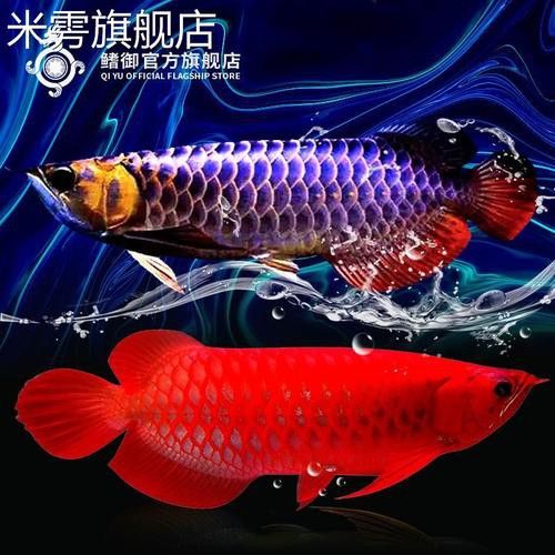 藍(lán)色龍魚圖片大全高清圖