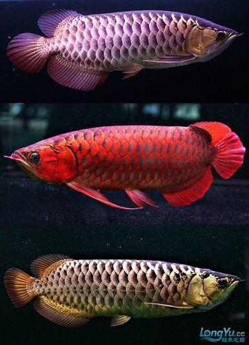 藍(lán)色龍魚圖片大全高清圖