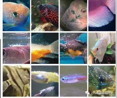 龍魚身上有小白點：龍魚身上出現小白點怎么辦
