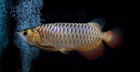 龍魚養(yǎng)3條最好風水學：龍魚養(yǎng)殖風水布局技巧