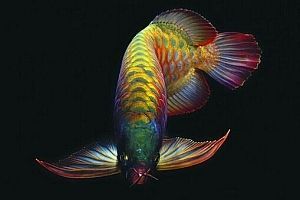 龍魚養(yǎng)3條最好風水學：龍魚養(yǎng)殖風水布局技巧
