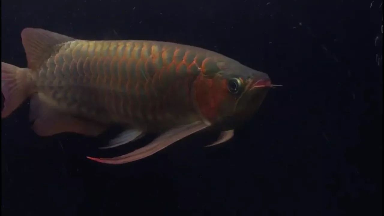 養(yǎng)蘭壽好還是養(yǎng)龍魚（蘭壽和龍魚怎么選）