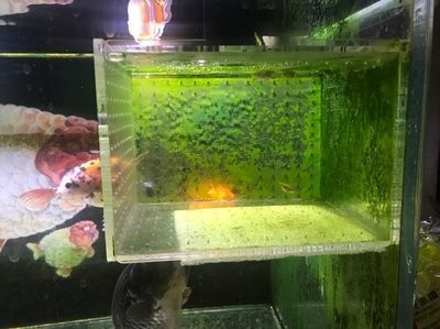 養(yǎng)蘭壽好還是養(yǎng)龍魚（蘭壽和龍魚怎么選）