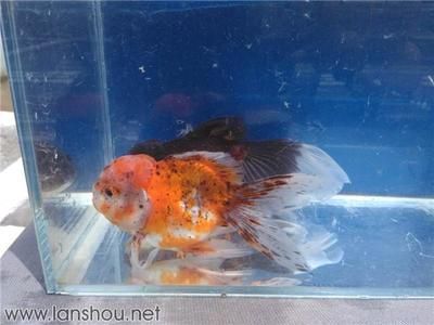 養(yǎng)蘭壽好還是養(yǎng)龍魚（蘭壽和龍魚怎么選）