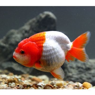 養(yǎng)蘭壽好還是養(yǎng)龍魚（蘭壽和龍魚怎么選）