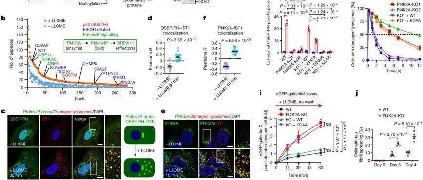 龍魚寄生蟲怎么治好：如何治療龍魚寄生蟲
