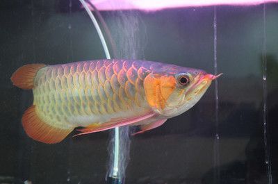 龍魚用頂燈好還是側燈好：如何選擇適合龍魚的燈具