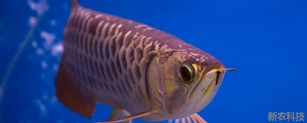 龍魚用頂燈好還是側燈好：如何選擇適合龍魚的燈具