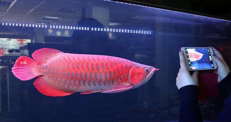 龍魚到家就開口能給它吃嗎？：龍魚到家后能否立即喂食取決于龍魚的適應情況取決于龍魚的適應情況