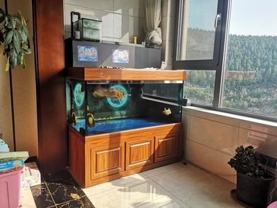 龍魚到家就開口能給它吃嗎？：龍魚到家后能否立即喂食取決于龍魚的適應情況取決于龍魚的適應情況