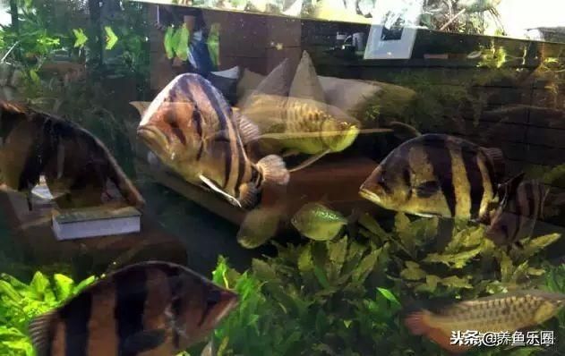 養龍魚為什么要裸缸：養龍魚為什么要選擇裸缸