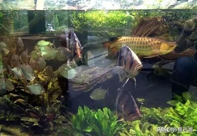 養龍魚為什么要裸缸：養龍魚為什么要選擇裸缸