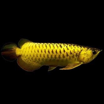 龍魚品種圖片 龍魚品種圖片 龍魚百科 第12張
