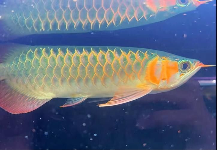 龍魚品種圖片 龍魚品種圖片 龍魚百科 第43張