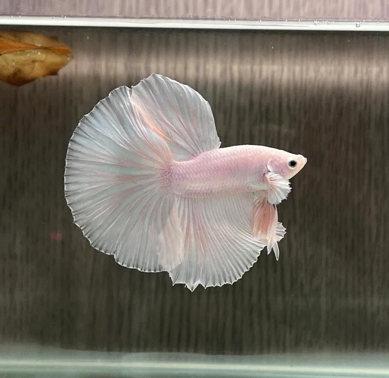 龍魚燒尾期間需要停食嗎？