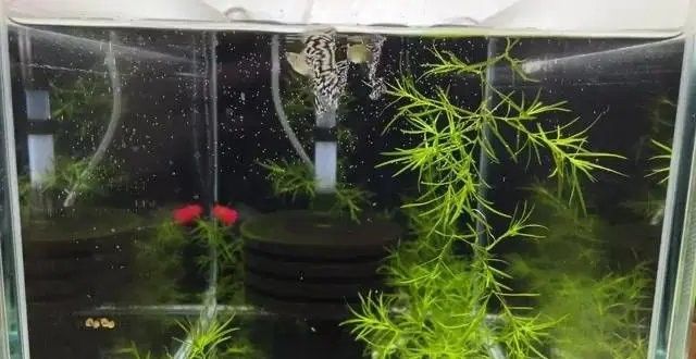 龍魚燒尾期間需要停食嗎？