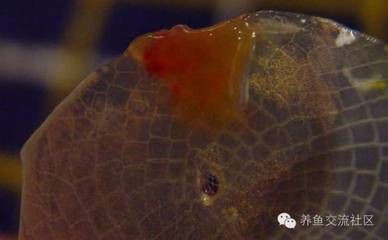 龍魚鱗片上的裂紋是由多種因素引起的，可能是營養不足：龍魚鱗片上的小裂紋是什么病