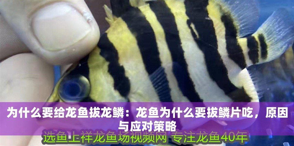 為什么要給龍魚拔龍鱗：龍魚為什么要拔鱗片吃，原因與應(yīng)對策略