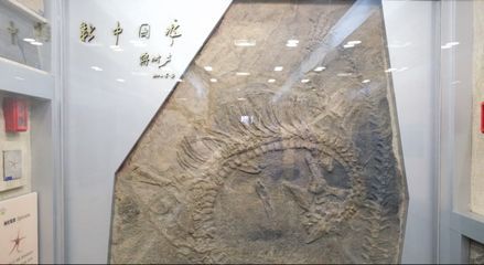 龍魚化石在哪個博物館：南京大學地球科學博物館魚龍化石與恐龍化石的區別