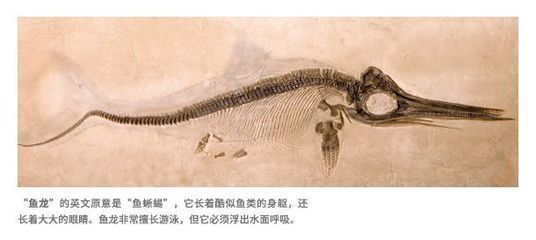 龍魚化石在哪個博物館：南京大學地球科學博物館魚龍化石與恐龍化石的區別