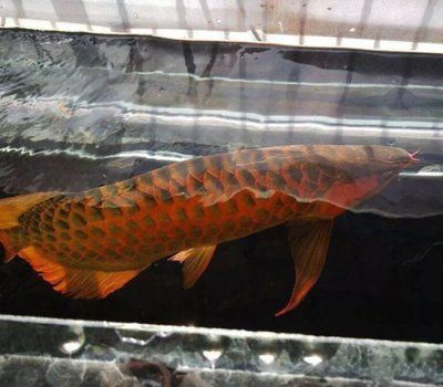 龍魚的魚鰭腐爛：小龍魚養(yǎng)殖經(jīng)驗(yàn)分享