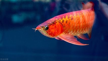 龍魚的魚鰭腐爛：小龍魚養(yǎng)殖經(jīng)驗(yàn)分享