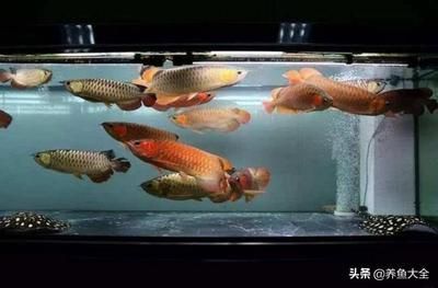 龍魚用白缸還是黑缸：白缸和黑缸的選擇