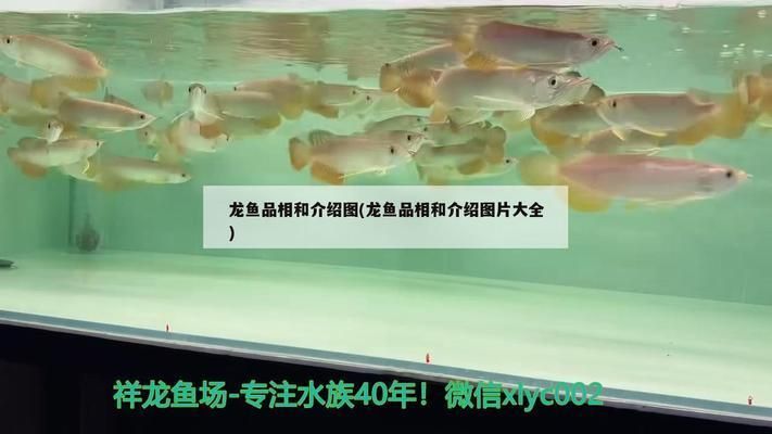 馬來西亞龍魚品種圖鑒：過背金龍的飼養技巧