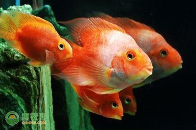 龍魚和鸚鵡混養(yǎng)比例：龍魚與鸚鵡魚混養(yǎng)時的飼料選擇指南，防止龍魚與鸚鵡魚爭斗的方法