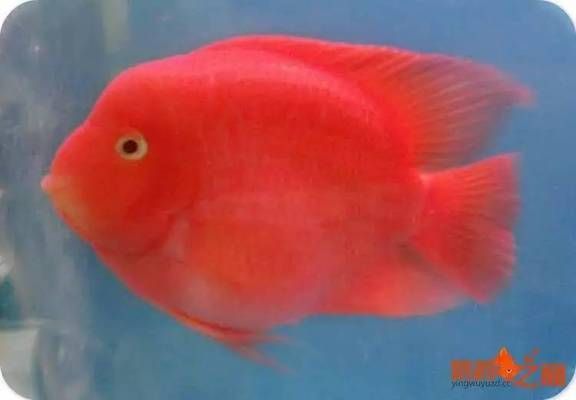 龍魚和鸚鵡混養比例：龍魚與鸚鵡魚混養時的飼料選擇指南，防止龍魚與鸚鵡魚爭斗的方法