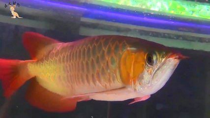 金龍魚適合手術(shù)后食用嗎？：金龍魚是否適合手術(shù)后食用時(shí)