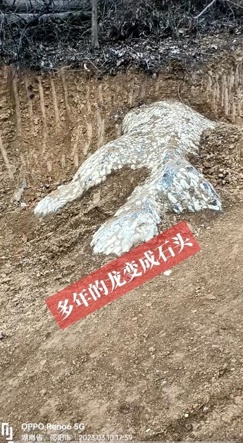 龍鱗石原石圖片