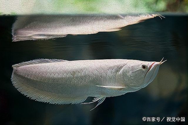 雪龍和銀龍魚(yú)的飼養(yǎng)難度如何？