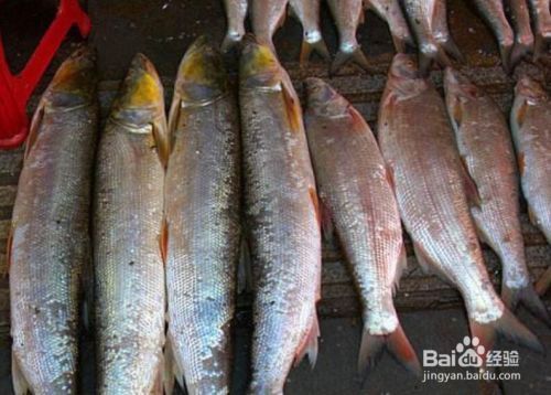 紅龍魚眼睛往下掉怎么辦視頻教學大全圖片（紅龍魚眼睛往下掉怎么辦視頻教學大全圖片）