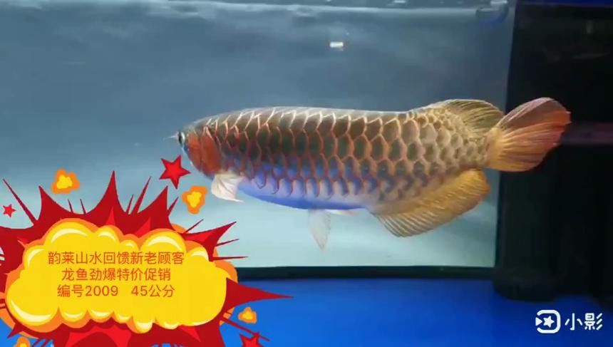 紅龍魚(yú)品種排行圖片欣賞圖