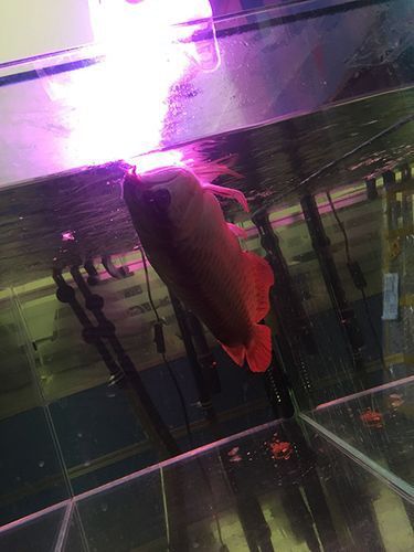 紅龍魚(yú)品種排行圖片欣賞圖