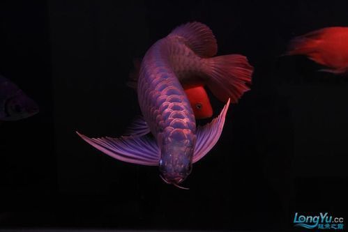 紅龍魚(yú)品種排行圖片欣賞圖