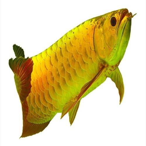 紅龍魚(yú)品種排行圖片欣賞圖