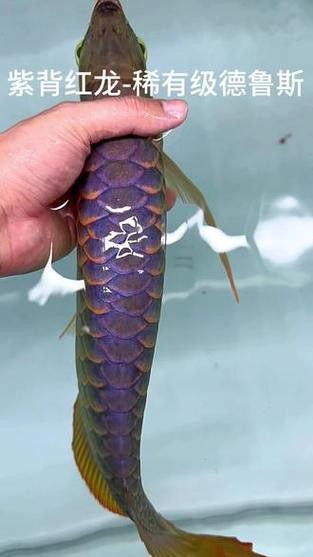 紅龍魚(yú)品種排行圖片欣賞圖