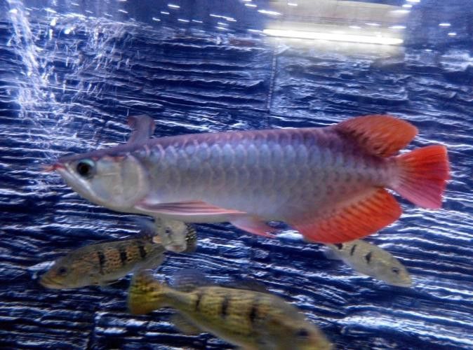 紅龍魚(yú)品種排行圖片欣賞圖