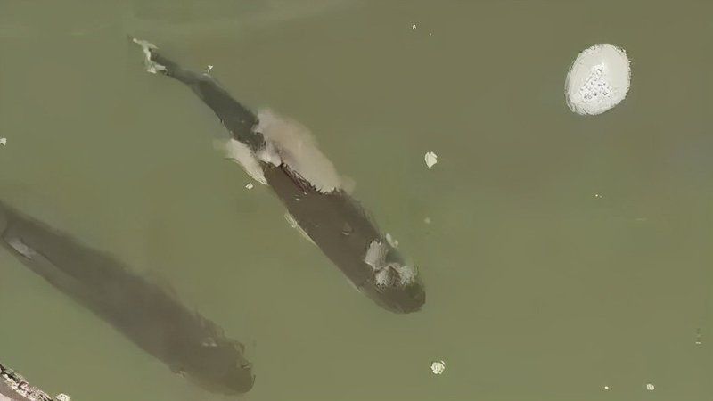 魚得了水霉病幾天會死