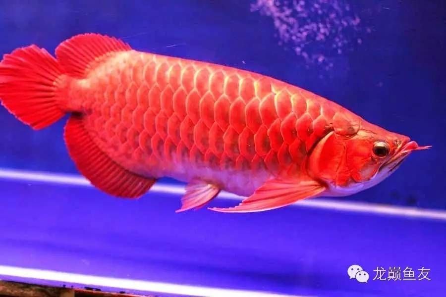 搜索龍魚：關于龍魚的介紹