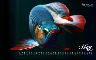 搜索龍魚：關于龍魚的介紹