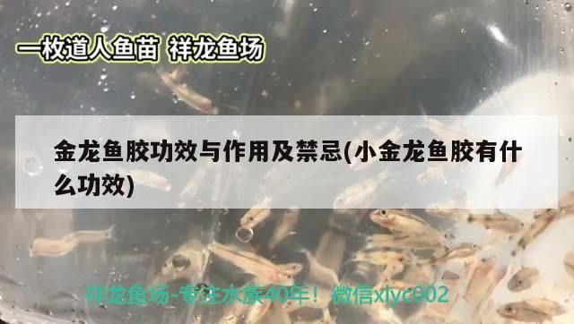 金龍魚膠的功效和禁忌是什么（金龍魚膠對兒童智力發展的影響）