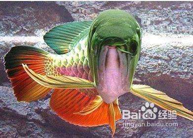 金龍魚應該怎么養